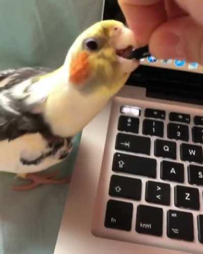 Reason for lack of homework? 