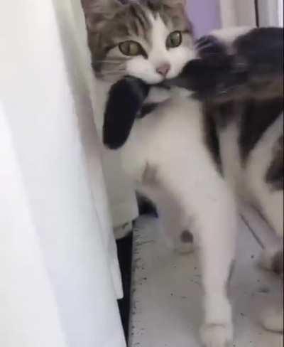 Does anyone understand what's going on here?