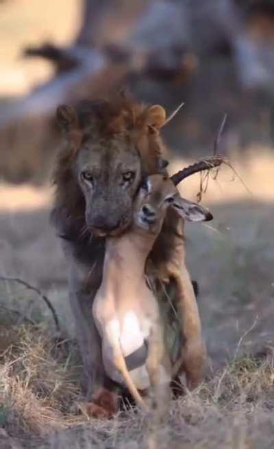 🔥 lion staring at his next meal with a mouth full of gazelle