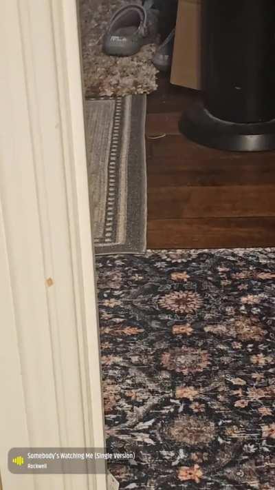 All eyes and all attitude this guy is😂