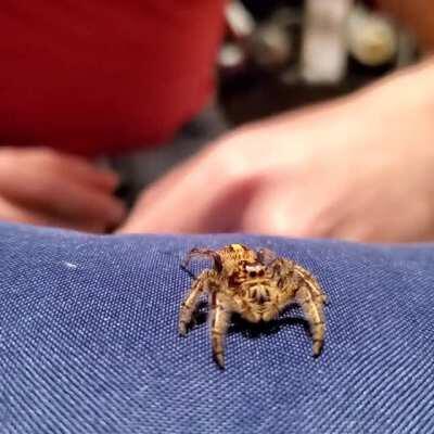 Exercise for GiGi! Left this as a video. Try pausing at one of the frames while she's in the air, good stuff.