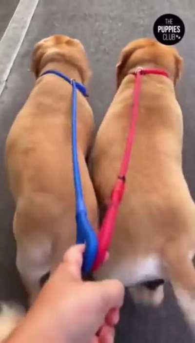 You can tell by the way we use our walks that we‘re good boys