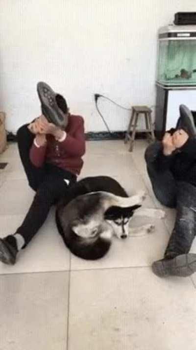 Doggo: what a bunch of noobs