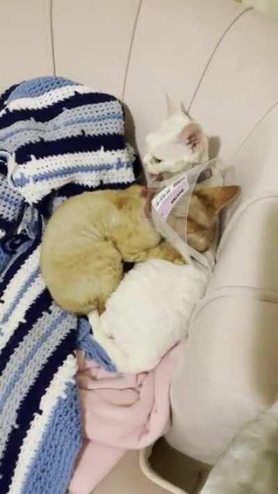 A little post-neuter comforting