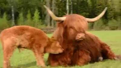 Calf uses its mom for a brush