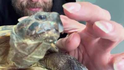 Fred gives you Eskimo kisses until you stroke his head sausage