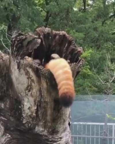 Red Panda Laying in a Tree