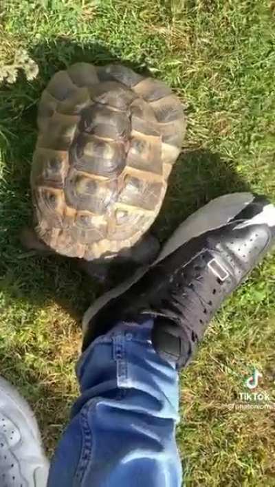 This tortoise’s reaction to the darker colored material of this person’s shoe