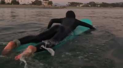 39daph surfing - November 2024