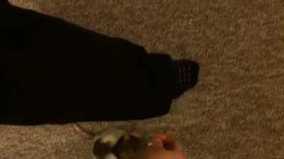 Shadow’s Weave-Walk Trick!