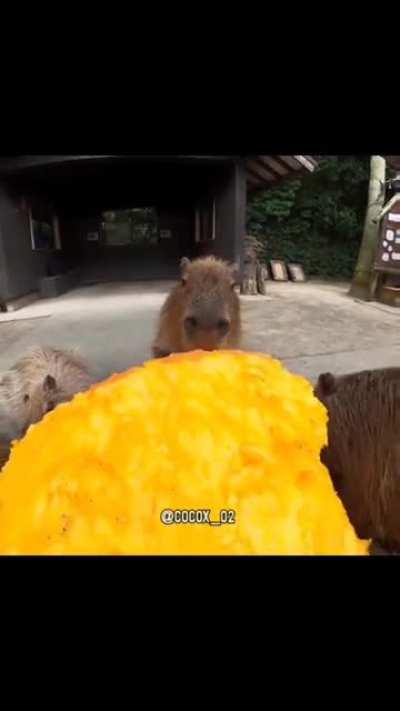 Top 5 animales que comen como nikocado