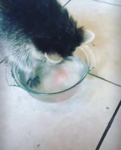 I know it was a bit mean but…candy floss for Bandit.