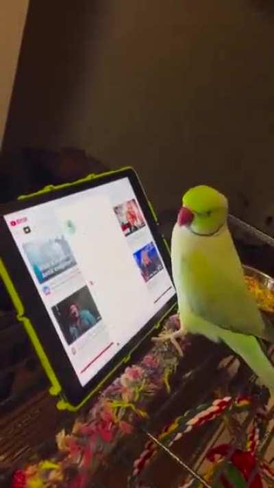 Parrots are intelligent enough to understand touch screen interfaces and they prefer watching videos of other parrots