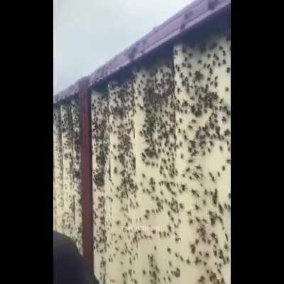 Meanwhile in Australia