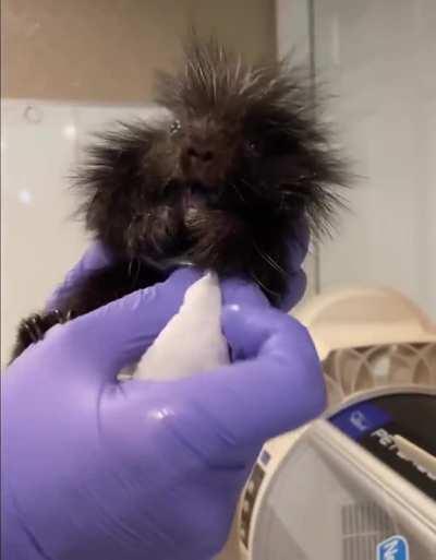 Sound up to hear a porcupette (baby porcupine) objecting to being wiped clean at Newhouse Wildlife Rescue