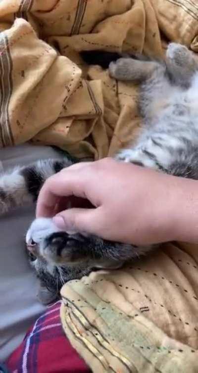 My sweet baby raises the roof cuz the belly rubs are too good!