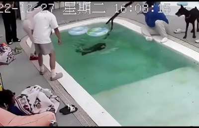 When dogs push your limits