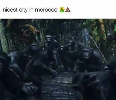 🐵🙉🙈🐵🙉🙈🐵
