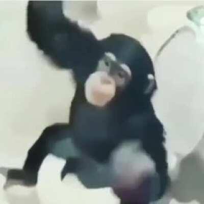 Monkey uses toilet