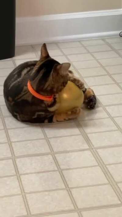 Chippy doesn't trust balloons anymore