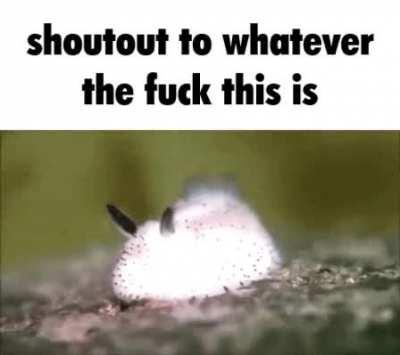 rule 2 electric boogaloo