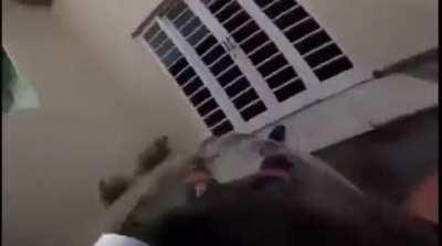 Man Nearly Slams Into Houses While Parachuting