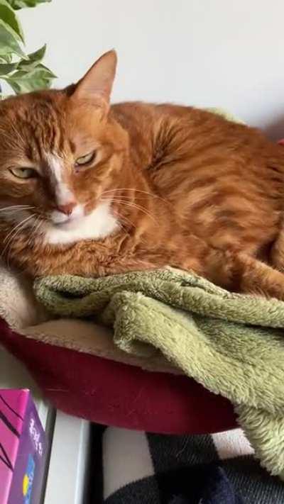 Activating Taco this morning