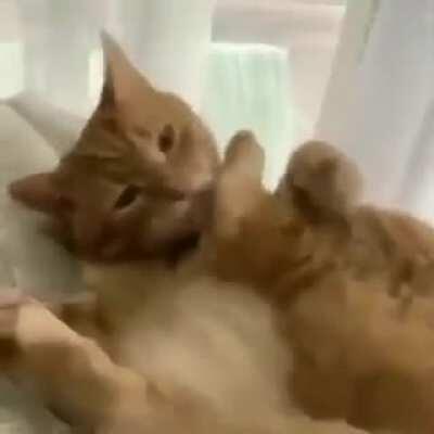 Gato widepeepoHappy :D