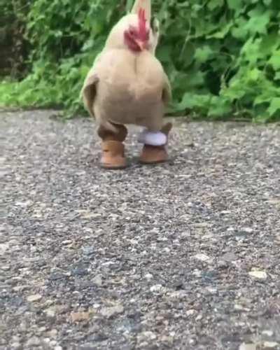 A Chicken showing off her khaki boots