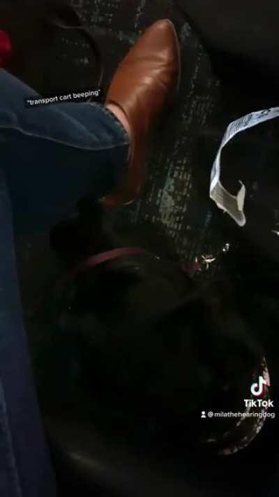 Flying with my hearing alert service dog, Mila