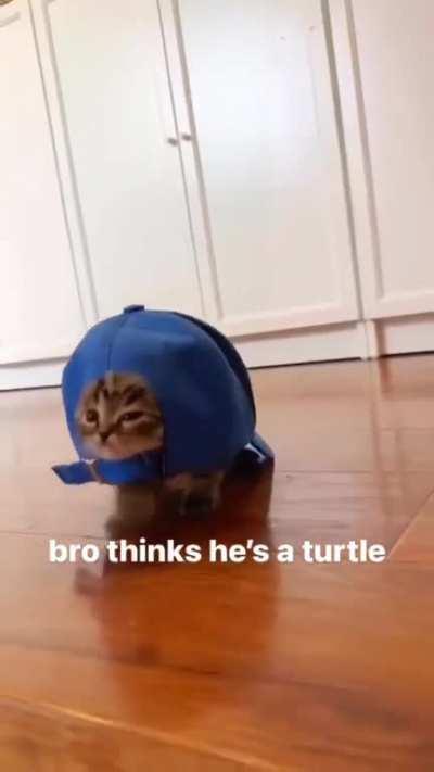 gato turtle