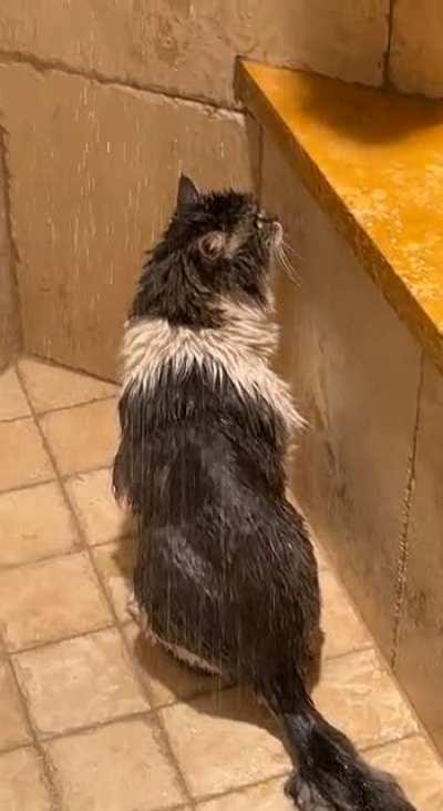 Мокренькая кисонька