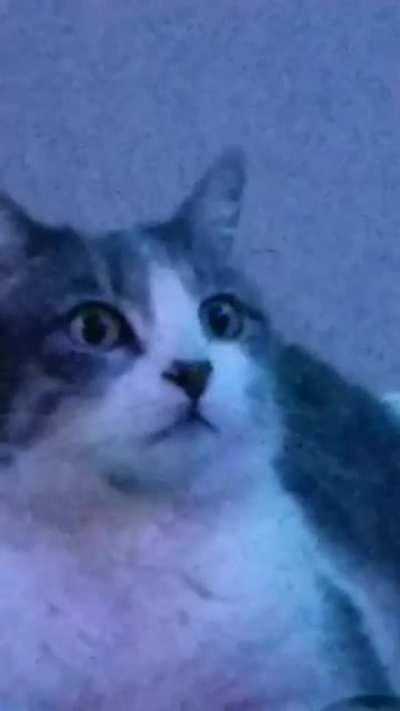 Cat is surprised by LED lights