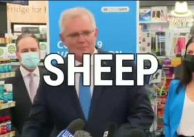 Australia PM Scott Morrison refers to people getting the vaccine as “Sheep”