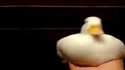 Bugün bursluluk sınavına gireceğim. Girmeden önce bir shitpost daha atıyım dedim