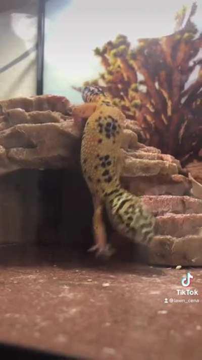 He thinks he can fly