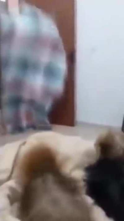 Wait till the end, you won't regret it ...