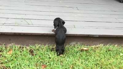 Our little Schatzi is now 3 but I found this video of her on day 1 at home with us.