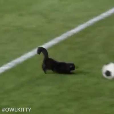 The editing is phenomenal.