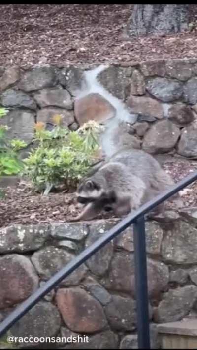 Momma raccoon seems to have this parenting thing figured out...