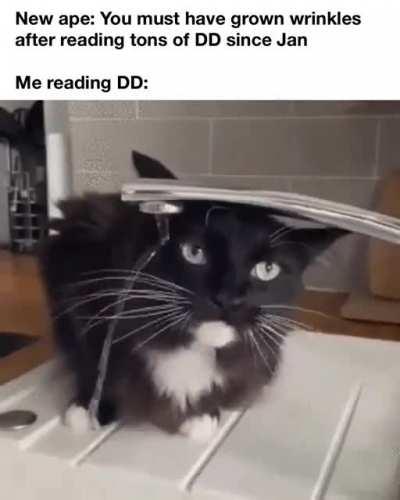 Ape’s unquenchable thirst for knowledge