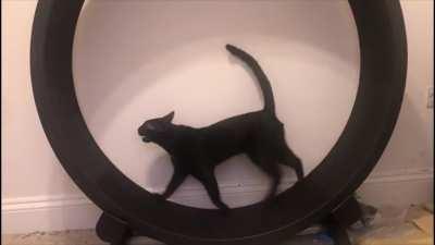 Bertie is shouting to tell us he has figured out his new wheel...