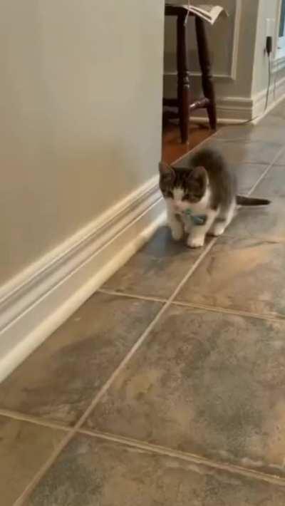 Cat jumps like a Rabbit