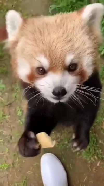 Here, nourish yourself buddy.