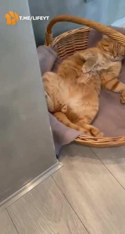 Will always find a cozy place to sleep❤️💤