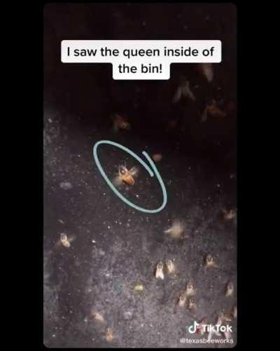 This Woman Rescuing A Hive Of Honeybees...