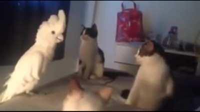 Trying to speak another language