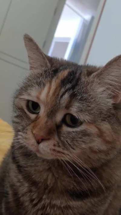 Kitty is sad, come pet him please