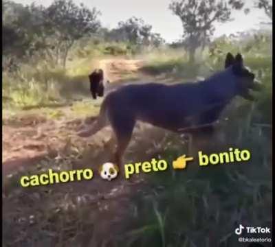Cachorro preto bonito