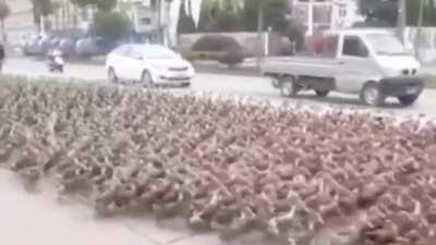 Two hundred thousand units are ready, with a million more well on the way.